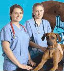 vetmedical.JPG