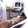 ultrasound.jpg