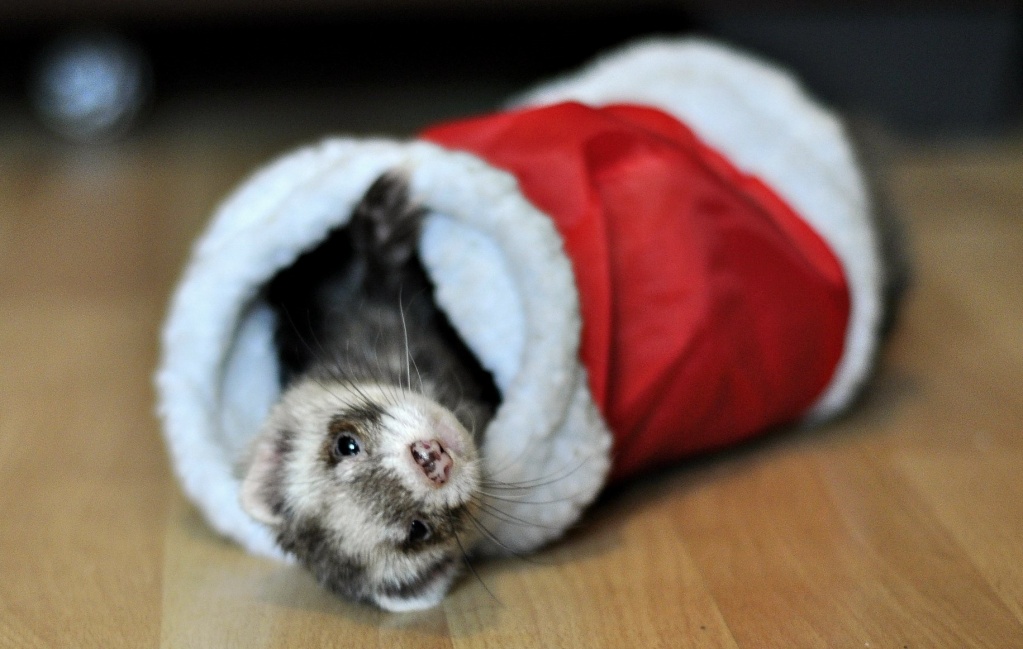 ferret828230.jpg ferret828230.jpg