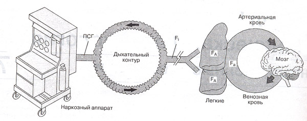 anast02.jpg