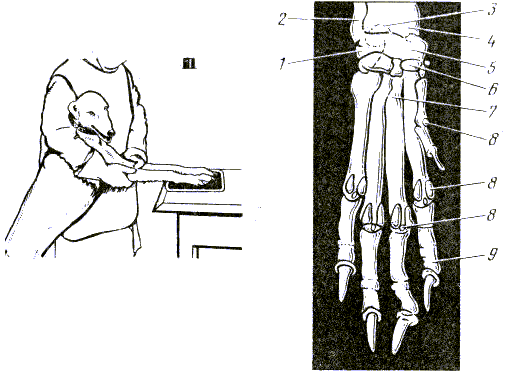 ris1.gif